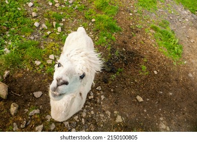 View On A Funny Looking Hungry Lama In An Open Farm Or Zoo. High View Point.