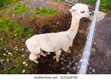 View On A Funny Looking Hungry Lama In An Open Farm Or Zoo. High View Point.