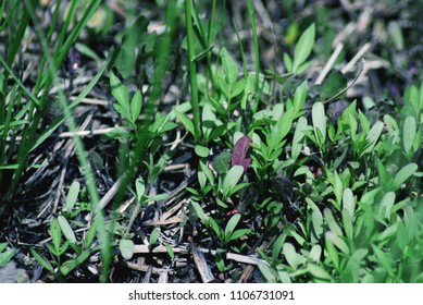  View on  grass 