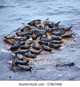 View On Grey Seal Rookery, North-East Of Scotland