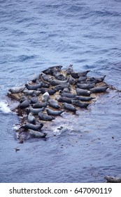 View On Grey Seal Rookery, North-East Of Scotland