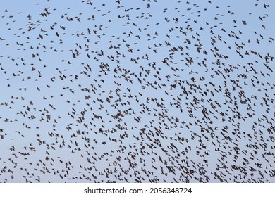 view on huge flock of starlings in a blue sky