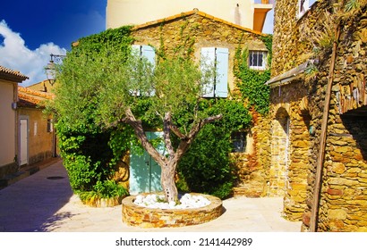 View on idyllic front yard with one green olive tree, typical french mediterranean ochre natural stone house covered with green ivy vine in bright natural sun light - Gassin (Cote d ´Azur), France 
