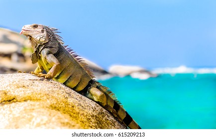 view on iguana on a rock in national park Tayrona in Colombia