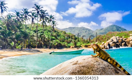 View on iguana on a rock in national park Tayrona in Colombia Stock photo © 