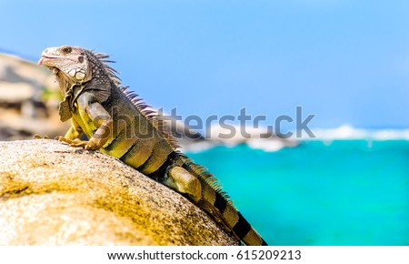 view on iguana on a rock in national park Tayrona in Colombia Stock photo © 