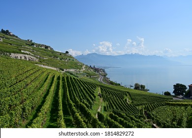 View on the landscape and vineyards in cully while hiking through the vines with lac leman in the background