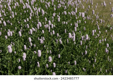 The view on the light pink flowers of the polygonum bistorta blooming on the summer meadow - Powered by Shutterstock