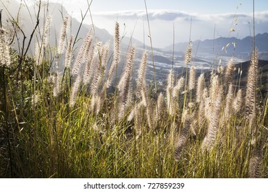 View on mountains of Gran Canaria island, Spain. Fountain Grass (Pennisetum) in foreground.