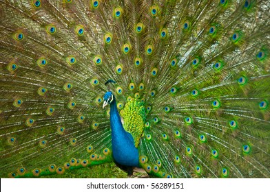 View on a peacock showing its beautiful, colorful tail in full spread