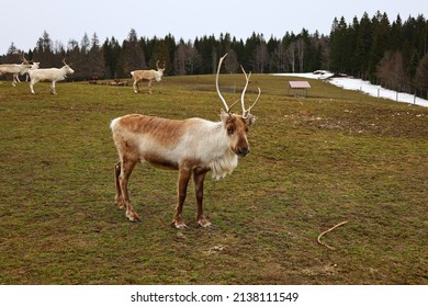 View On A Reindeer In The Polar Park