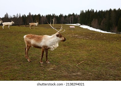 View On A Reindeer In The Polar Park