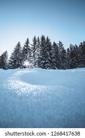 View On A Snowy Treeline