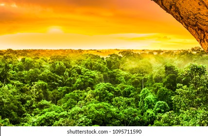 View On Sunset Over The Trees Of The Rain Forest In Brazil