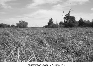 View on the tall grass in forest clearing with withered tree on a background. Forest landscape, black and white picture. - Powered by Shutterstock