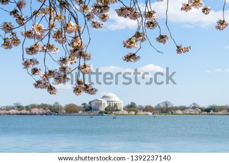 View on Tidal Basin and Thomas Jefferson Memorial in spring during cherry blossom and branches with sakura trees blooming in Washington DC