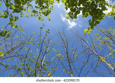 Up view on tree and clouds on blue sky