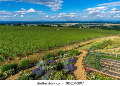 View On The Vines From A Wine Tasting Room In The Willamette Valley, Oregon