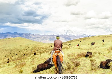 View On Yak Herd And Nomad In The Tibetan Highlands