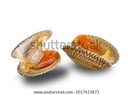 View of opened clams, baby clams, carpet clams, short neck clams on white background with clipping path.