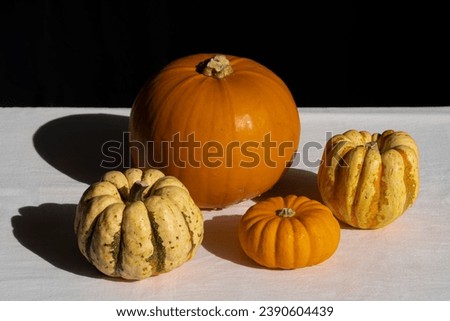 View of orange and yellow pumpkin, squash or cucurbit in natural light