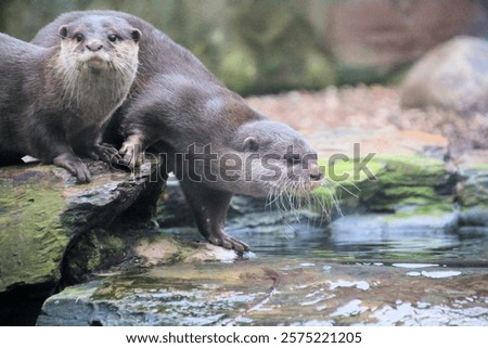A view of an Otter