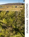 View out and Monkey Puzzle tree in the Nort Trow community garden, Shetland, Scotland.
