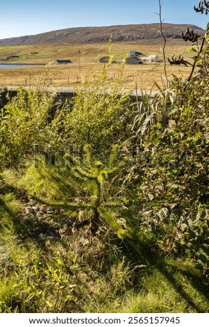 View out and Monkey Puzzle tree in the Nort Trow community garden, Shetland, Scotland.