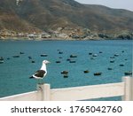 View over the bay of Tortugas with seagulls and fisher boats, between Casma and Chimbote. Tortugas is a port for hookah-divers