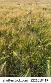 View Over Beautiful Farm Landscape With Golden Wheat Field At Late Summer, Details, Closeup As Background