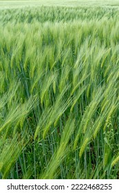 View Over Beautiful Farm Landscape With Green Wheat Field At Spring, Details, Closeup