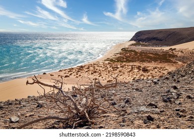 View Over Blurred Wide Bathing Bay In Background On Canary Islands With Dead Wooden Root In Foreground 