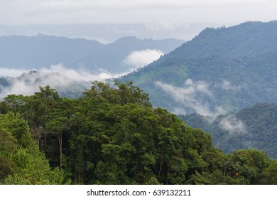 View Over Cloud Forest, Ecuador