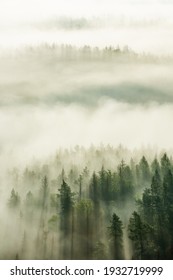 View over forest with morning fog
