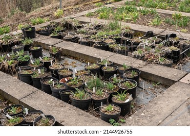 View Over A Garden With Flowerbeds Prepared With Weed Control Fleece For A Variety Of Day Lilies In Black Plastic Pots