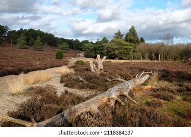 A view over heathland on a sunny winters afternoon in Surrey, UK. 