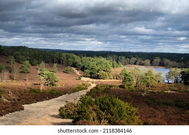 A view over heathland on a sunny winters afternoon in Surrey, UK. 