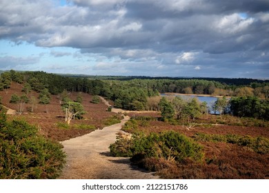 A view over heathland on a sunny winterÕs afternoon in Surrey, UK. 
