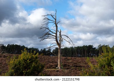 A view over heathland on a sunny winterÕs afternoon in Surrey, UK. 