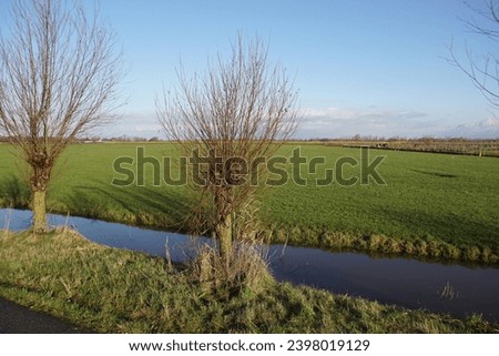 View over a meadow with pollard willows. Pasture landscape in the Netherlands in winter near the village of Bergen. Horizon, blue sky. December.                               