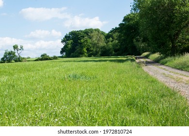 View over a meadow in spring. At the edge of the forest is a dirt road, the trees cast shadows. It's a sunny day in spring.