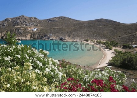 View over Psili Ammos beach with oleander on island's east coast, Serifos, Cyclades, Aegean Sea, Greek Islands, Greece, Europe