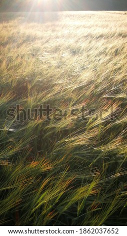 Similar – Image, Stock Photo wheat field