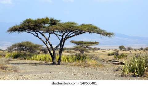 View Over The Serengeti With A Acacia Tree In Front