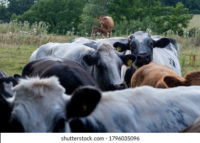 View Over Several Heads Of Cattle In Herefordshire Field To One Animal Looking At Camera