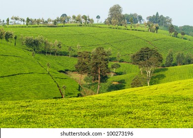 View Over Tea Plantation In Kenya Africa