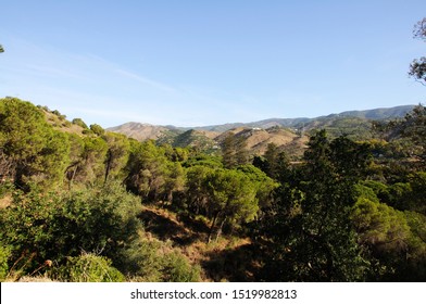 View over the treetops towards the Montanas de Malaga at La Concepcion historical botanical gardens, Malaga, Malaga Province, Andalucia, Spain, Europe - Shutterstock ID 1519982813