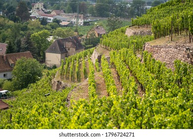 The View Over A Vineyard Down The Elbe Valley