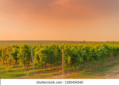 View over vineyards autumn in evening light, Rheinhessen, Rhineland-Palatinate, Germany