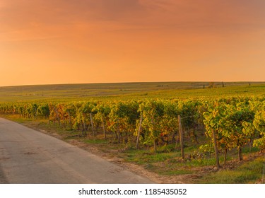 View over vineyards autumn in evening light, Rheinhessen, Rhineland-Palatinate, Germany